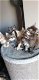 Maine Coon Kittens beschikbaar - 0 - Thumbnail