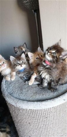 Maine Coon Kittens beschikbaar