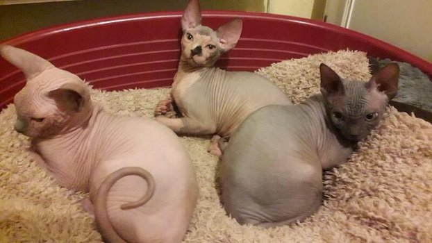 Sphynx kittens Gccf geregistreerd - 0