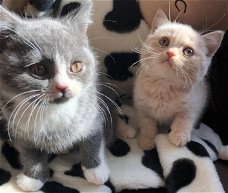 Brits korthaar kittens