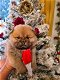 Mooie Chowchows-puppy's klaar om een ​​nieuw gezin te ontmoeten - 0 - Thumbnail
