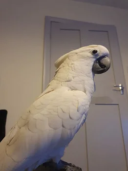 Paraplu Cockatoo papegaaien nu klaar - 0