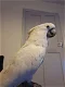 Paraplu Cockatoo papegaaien nu klaar - 0 - Thumbnail