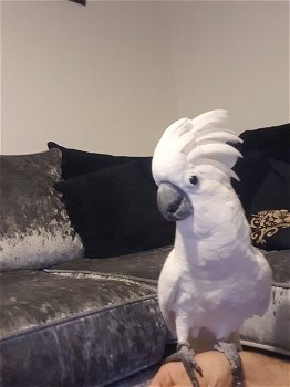Paraplu Cockatoo papegaaien nu klaar - 1
