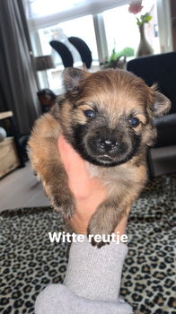 Dwergkees/pomeranian pups - 2