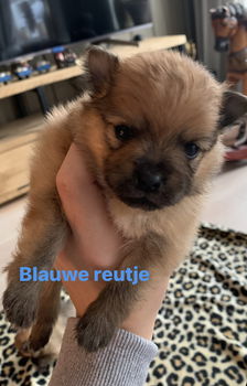 Dwergkees/pomeranian pups - 4