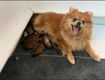 Dwergkees/pomeranian pups - 6 - Thumbnail