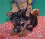 Yorkie Terrier Ter adoptie - 0 - Thumbnail