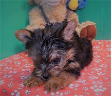 Yorkie Terrier Ter adoptie