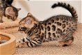 Bengalen kittens van topkwaliteit - 0 - Thumbnail