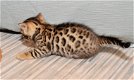 Bengalen kittens van topkwaliteit - 1 - Thumbnail
