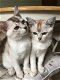 Burmilla (Aziatische) Kittens - 0 - Thumbnail
