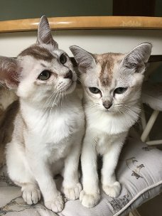 Burmilla (Aziatische) Kittens