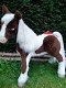 FurReal Friends Butterscotch Interactieve Pony. - 5 - Thumbnail