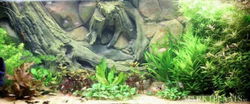 Op maat gemaakte Polyester Aquarium achterwanden.