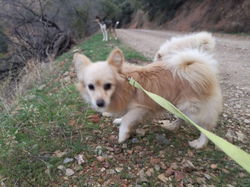 MJM Dogs Foundation: Kiri