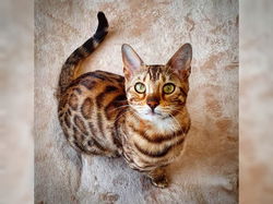Bengalen kittens van topkwaliteit