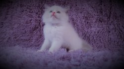 Schattige opvallende Ragdoll-kittens