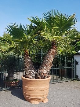 Prachtige grote bloempot / plantenbak MEDITERAAN - 0