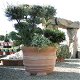 Prachtige grote bloempot / plantenbak MEDITERAAN - 2 - Thumbnail