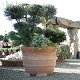 Nieuwe kunststof plantenbak/bloempot MEDITERAAN - 0 - Thumbnail