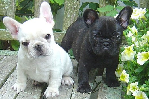 french bulldog puppies from now on..... - 0