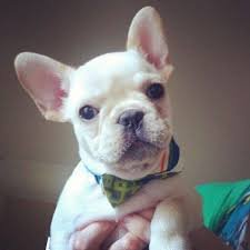 french bulldog puppies from now on..... - 1