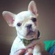 french bulldog puppies from now on..... - 1 - Thumbnail