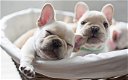 Franse puppies................. - 0 - Thumbnail