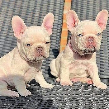 Adorable French Bulldog-puppy's.... - 0