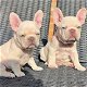 Adorable French Bulldog-puppy's.... - 0 - Thumbnail