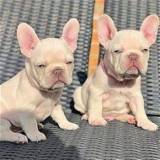 Adorable French Bulldog-puppy's....