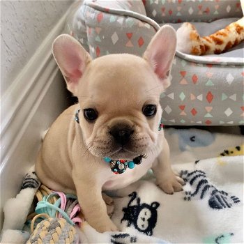 beautiful French Bulldog Puppise for sale - 0