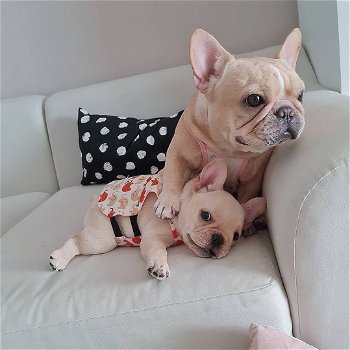 beautiful French Bulldog Puppise for sale - 1