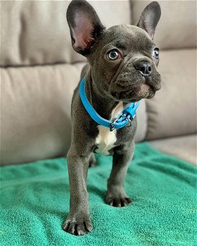 beautiful French Bulldog Puppise for sale - 2