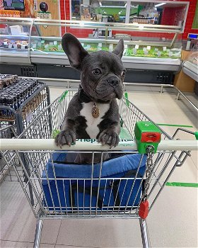 beautiful French Bulldog Puppise - 0