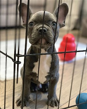 beautiful French Bulldog Puppise - 1