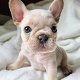 kc registered french bulldogs.... - 0 - Thumbnail