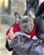 kc registered french bulldogs.... - 3 - Thumbnail