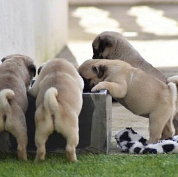 pug puppy voor een huis - 0