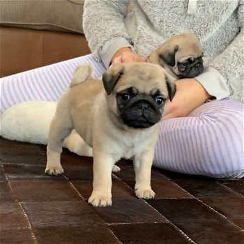 pug puppy voor een huis - 1