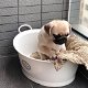 pug puppy voor een huis - 3 - Thumbnail
