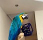 Mooie papegaaien en papegaaieneieren - 0 - Thumbnail