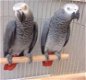 Vrouwelijke Afrikaanse grijze papegaai te koop - 0 - Thumbnail