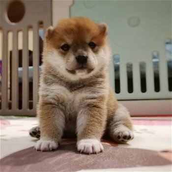 Cadeau dat ik bied ..... CADEAU ALL OVER nederland Shiba inu puppy's - 2