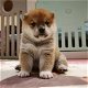 Cadeau dat ik bied ..... CADEAU ALL OVER nederland Shiba inu puppy's - 2 - Thumbnail