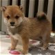 Cadeau dat ik bied ..... CADEAU ALL OVER nederland Shiba inu puppy's - 3 - Thumbnail