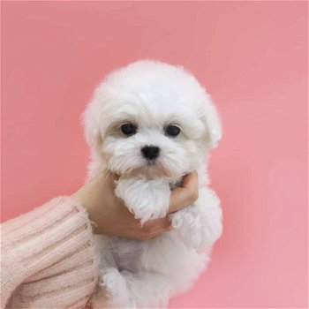 Gezellige Maltese puppy wacht nu op een nieuw huis - 0