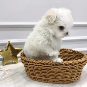 Gezellige Maltese puppy wacht nu op een nieuw huis - 1