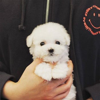 Gezellige Maltese puppy wacht nu op een nieuw huis - 2